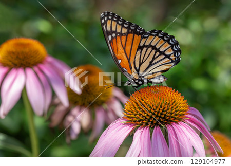 Monarch Butterfly on Purple Cone-flower. 129104977