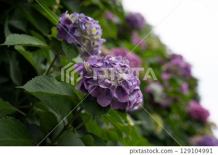 Hydrangea flower 129104991