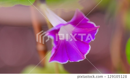 Rikugien Garden, where lovely morning glories bloom 129105128