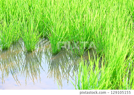 Growing rice on the Arakawa River bank in Saitama City 129105155