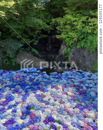 Hydrangea floating in water Hydrangea floating in water 129105177