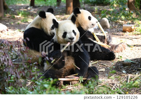 熊貓一起吃細竹筍 129105226