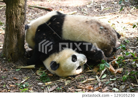 友善的大熊貓一起玩耍 友善的大熊貓一起玩耍 129105230