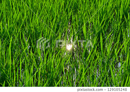 Rice growing in the drought, Arakawa riverbed, Saitama City 129105248