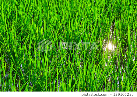 埼玉市荒川河床，乾旱條件下生長的水稻 129105253