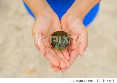 Child's hand holding a turtle, Red-eared slider, an invasive species 129105301