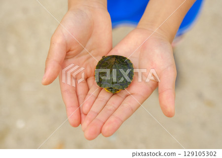 Child's hand holding a turtle, Red-eared slider, an invasive species 129105302
