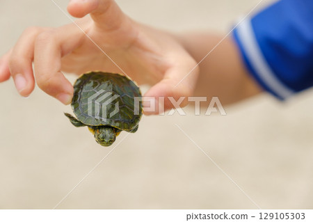 Child's hand holding a turtle, Red-eared slider, an invasive species 129105303