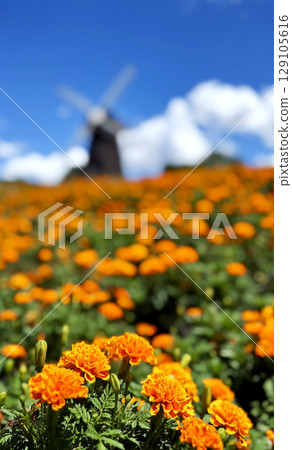 萬壽菊花 129105616