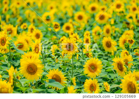 Sunflower fields in Akeno, Yamanashi 129105669