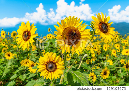 Sunflower fields in Akeno, Yamanashi Sunflower fields in Akeno, Yamanashi 129105673