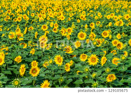 Sunflower fields in Akeno, Yamanashi 129105675
