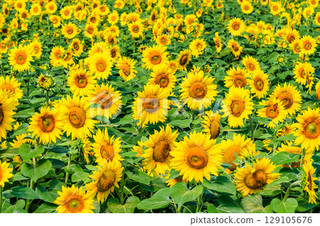 Sunflower fields in Akeno, Yamanashi 129105676