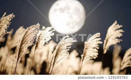 滿月之夜的日本蒲葦 129105701