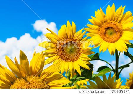 Sunflower and summer sky Sunflower and summer sky 129105925
