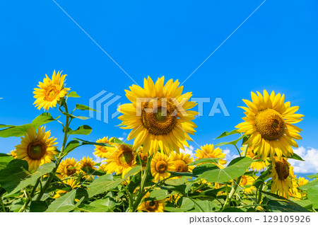 向日葵和夏天的天空 129105926