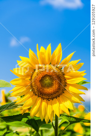 Sunflower and summer sky 129105927