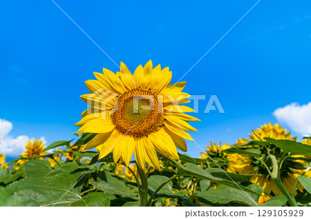 向日葵和夏天的天空 129105929