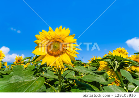 Sunflower and summer sky Sunflower and summer sky 129105930