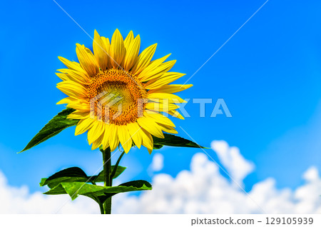 Sunflower and summer sky Sunflower and summer sky 129105939