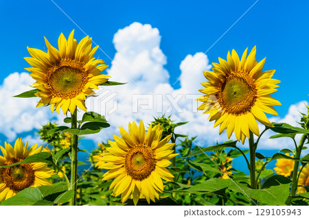 Sunflower and summer sky 129105943