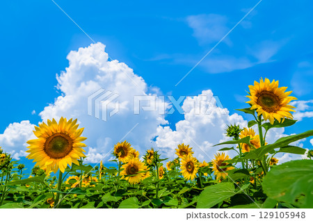 向日葵和夏天的天空 129105948