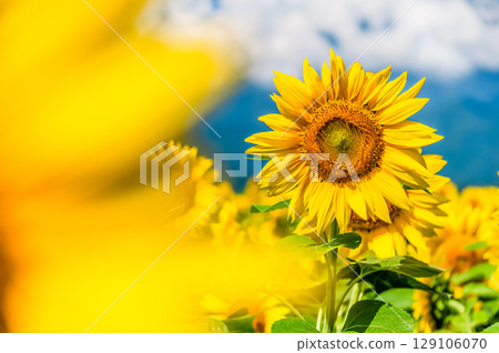 Sunflower fields in Akeno, Yamanashi 129106070