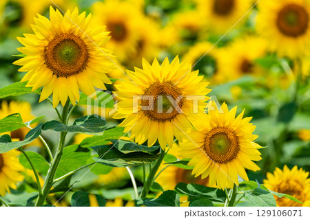 Sunflower fields in Akeno, Yamanashi 129106071