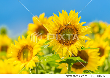 山梨縣明野的向日葵田 129106078