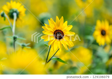 山梨縣明野的向日葵田 129106079