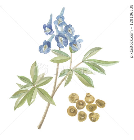 水彩紫堇花和塊莖 129106539