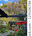 Japanese tea house and cherry blossoms 129106786