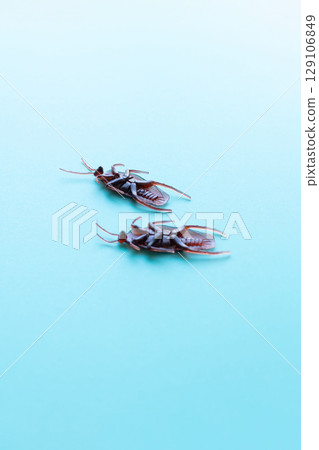 Cockroach toys - Images of cockroach extermination and cockroach removal Cockroach toys - Images of cockroach extermination and cockroach removal 129106849