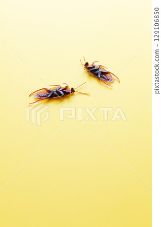 Cockroach toys - Images of cockroach extermination and cockroach removal 129106850