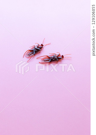 Cockroach toys - Images of cockroach extermination and cockroach removal 129106855