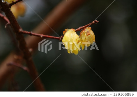 Wintersweet flowers wet with rain 129106899