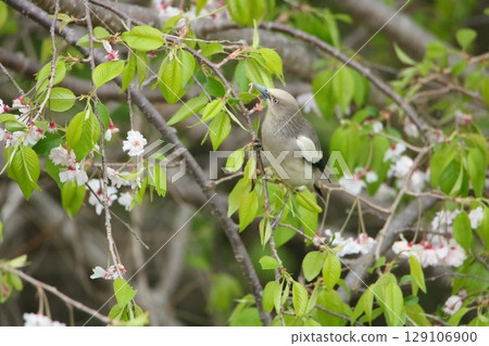 Cherry blossoms and Japanese starlings 129106900