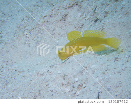 一隻銀色的蝦虎魚在窺視 129107412