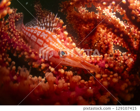 昆蟲的水晶體和長尾鷹魚 129107415