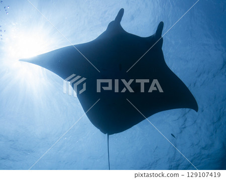 Backlit silhouette of a manta ray 129107419