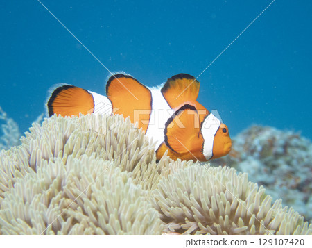 Clownfish protecting sea anemones 129107420