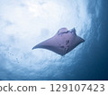 Swimming manta ray 129107423
