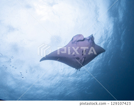 Swimming manta ray 129107423