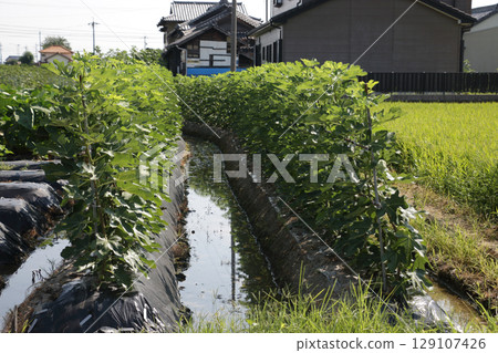 Fig fields converted from rice paddies Fig fields converted from rice paddies 129107426