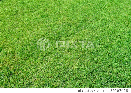 鬱鬱蔥蔥的綠色草坪“肯塔基藍草” 鬱鬱蔥蔥的綠色草坪“肯塔基藍草” 129107428