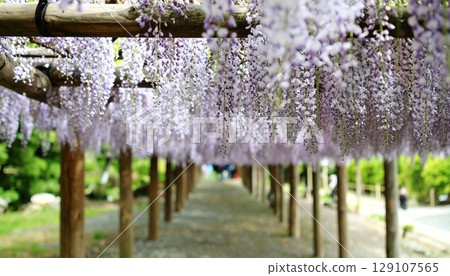 Fuyu花盛開在紫藤格子 Fuyu花盛開在紫藤格子 129107565