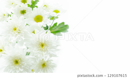 Simple white chrysanthemum fresh flower background Photo image copy space 129107615