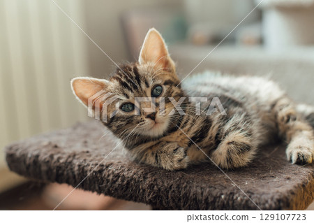 Cute bengal kitten laying on a soft cat's shelf of a cat's house. Cute bengal kitten laying on a soft cat's shelf of a cat's house. 129107723