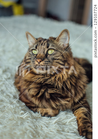 Young cute longhair bengal cat laying on the white blanket. Young cute longhair bengal cat laying on the white blanket. 129107724