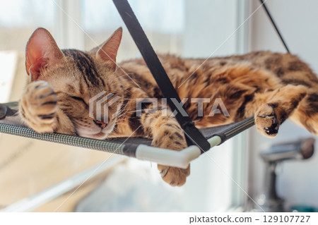 Cute little bengal kitty cat laying on the cat's window bed watching on the room. 129107727